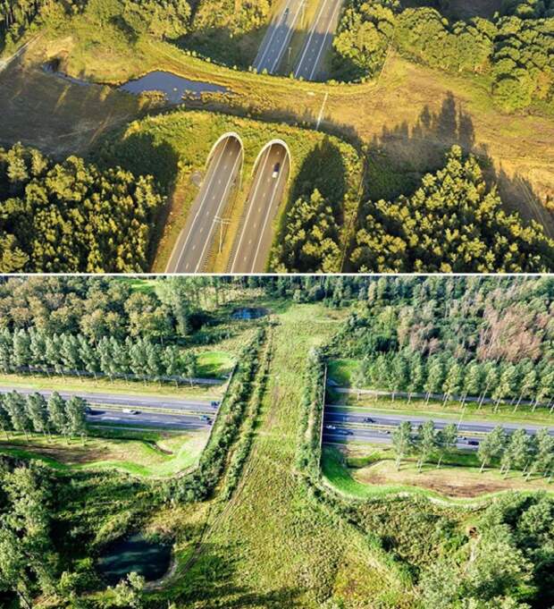 Экодуки в Бельгии и Нидерландах органично вписались в живописное окружение, став спасительной соломинкой для животных и автомобилистов. Экодуки в Бельгии и Нидерландах органично вписались в живописное окружение, став спасительной соломинкой для животных и автомобилистов.