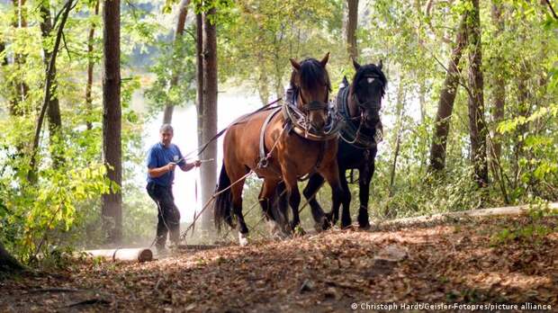 Лошади вывозят деревья из леса