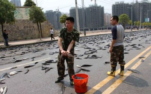 Живая рыба на дорогах Китая