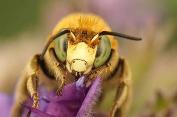 Mirror: в Уэльсе обнаружили гнездо азиатских шершней-убийц