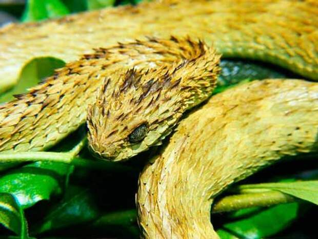 Самые красивые виды змей на планете — список, характеристика и фото