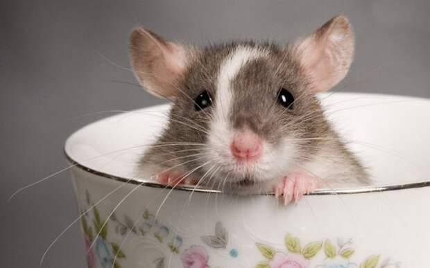 Всемирный день крысы: 25 увлекательных фотофактов из жизни грызунов