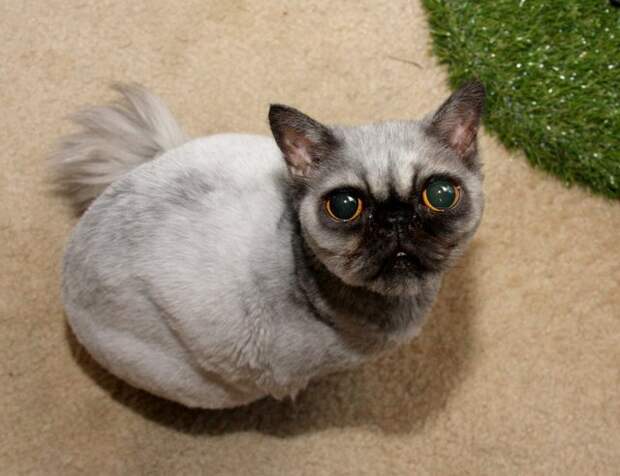 Необычный кот, который выглядит как помесь персидского кота и мопса