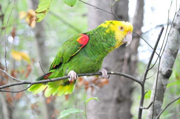 Желтоголовый амазон попугаи, птицы