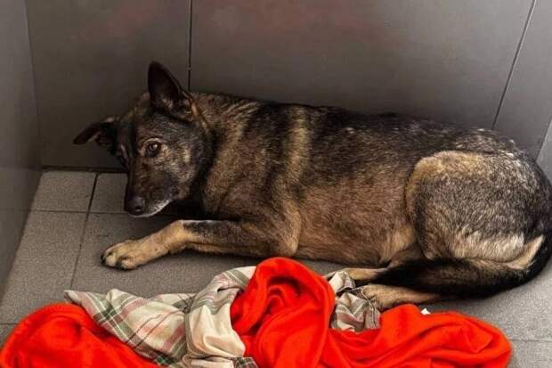 Додо Пицца станет pet-friendly после скандала с собакой Додобоней