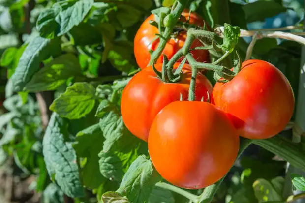 Урожай грунтовых томатов во многом зависит от погоды
