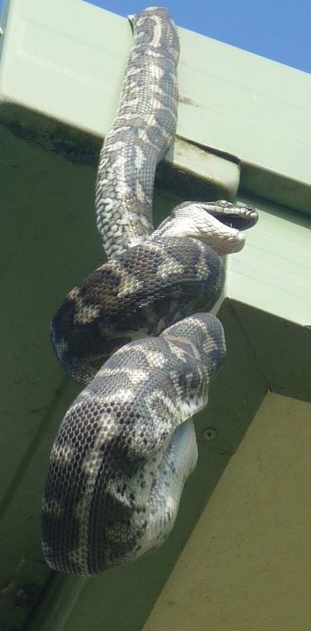 А тем временем в Австралии А тем временем в Австралии австралия, животные, змея