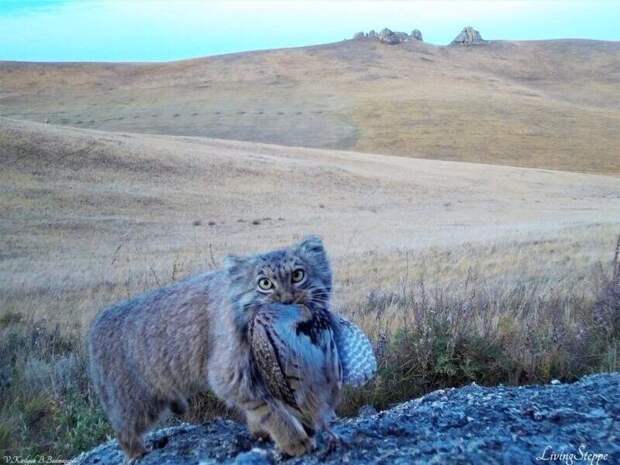 В Даурском заповеднике построят убежища для манулов