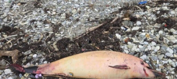 Мазутные пятна, мертвые дельфины на пляжах Туапсе и другие последствия атак БПЛА ВСУ по НПЗ