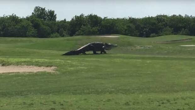 Гигантский аллигатор прогулялся по полю для гольфа во Флориде  аллигатор, гольф, животные, флорида