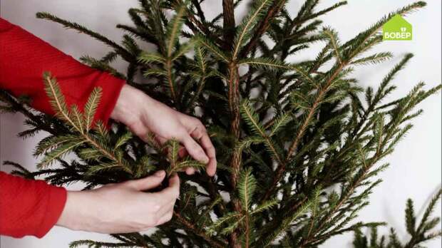 Лайфхаки новогодние: выбираем, перевозим и ухаживаем за ёлкой