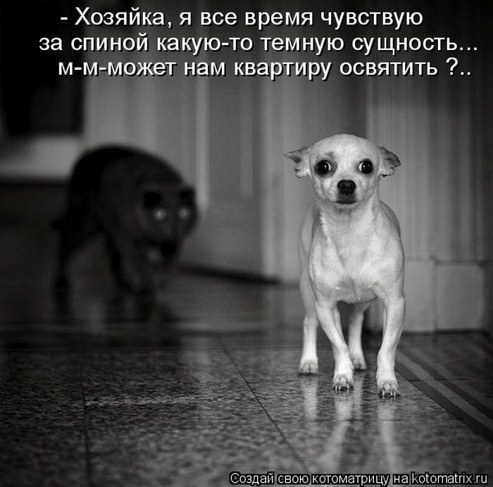 Лучшие котоматрицы недели (50 фото)