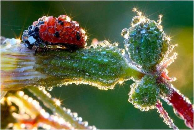 Картинки по запросу ladybug in the morning dew