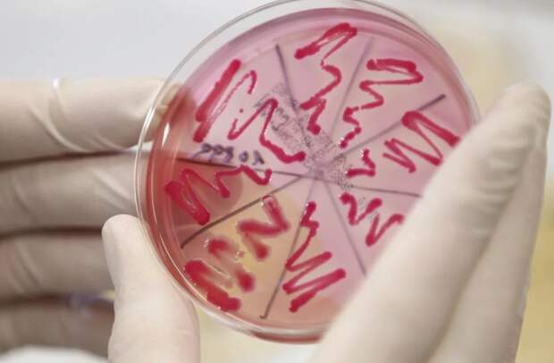 Штамм бактерий микробиология