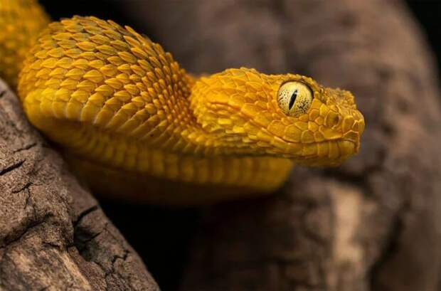 Как и для чего змеи вырабатывают яд?