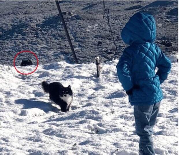 Двое диких котят превратились в лучших друзей