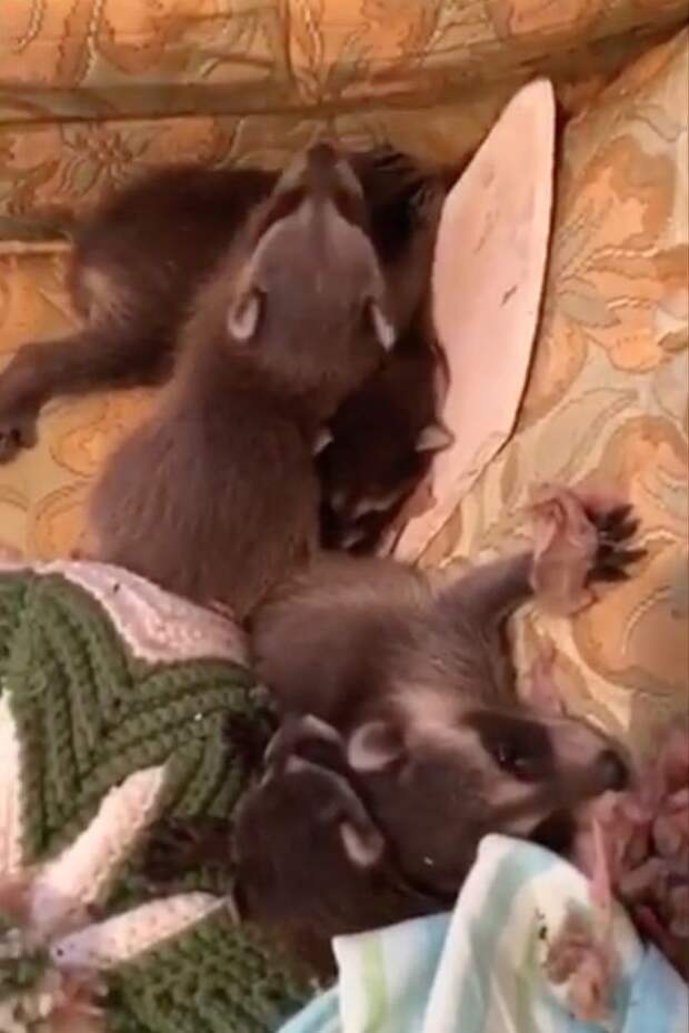 Racoon-mum-and-five-babies-fall-through-mans-ceiling-and-cause-absolute-havoc (1)