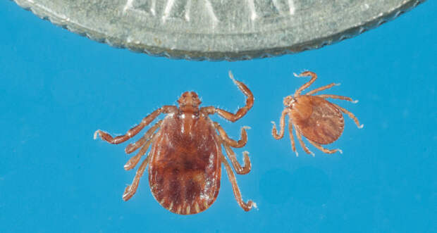 a photo of a longhorned tick adult and nymph dwarfed by the edge of a dime