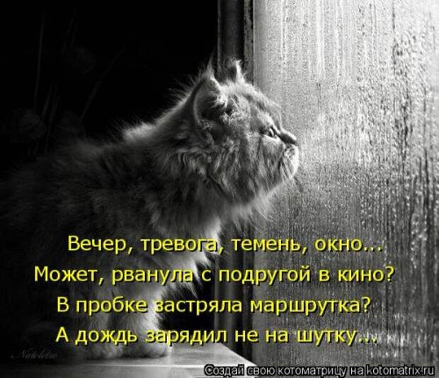 Лучшая котоматрица за неделю (32 фото)