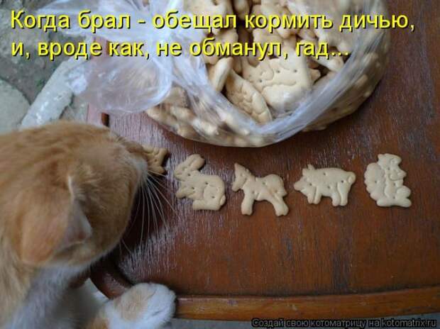 Лучшие котоматрицы недели (50 фото)