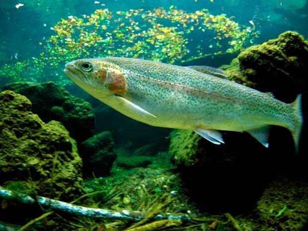 Какая рыба водится в пресных водоемах России — список, характеристика и фото
