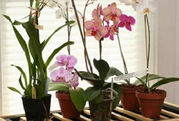 кашпо для орхидей