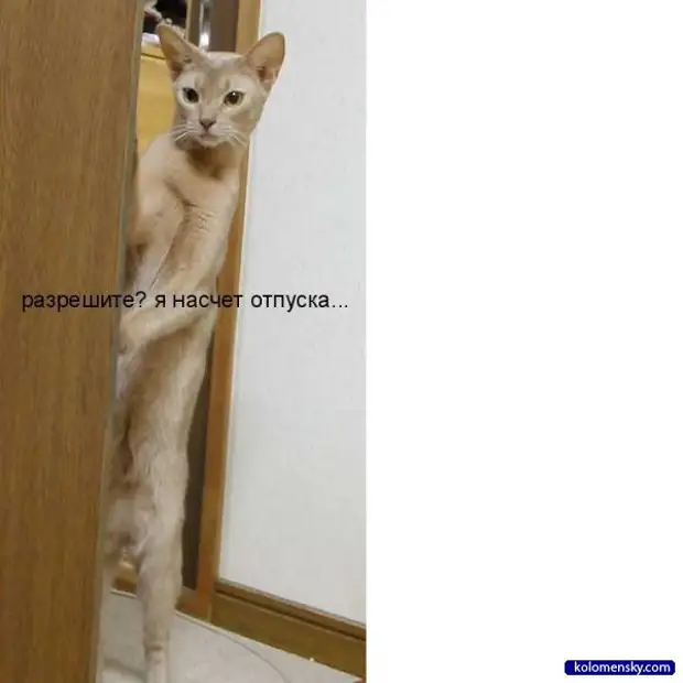 Заявление на отпуск на один день в счет отпуска образец. Шутки про отпуск. Кот чавкает. Демотиваторы про деньги. Кот в отпуске я за него.