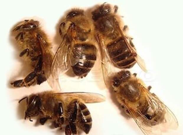 Лечение щитовидки пчелиным подмором