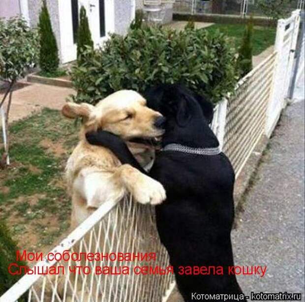 Лучшие котоматрицы недели (50 фото)