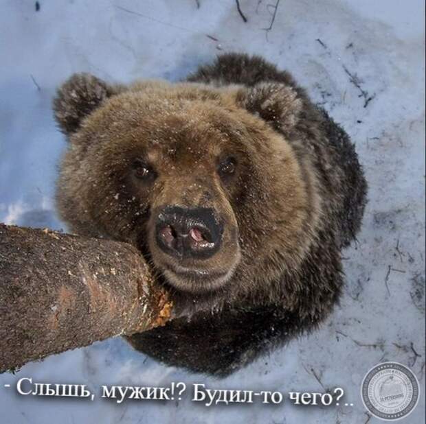 Медведь зимой