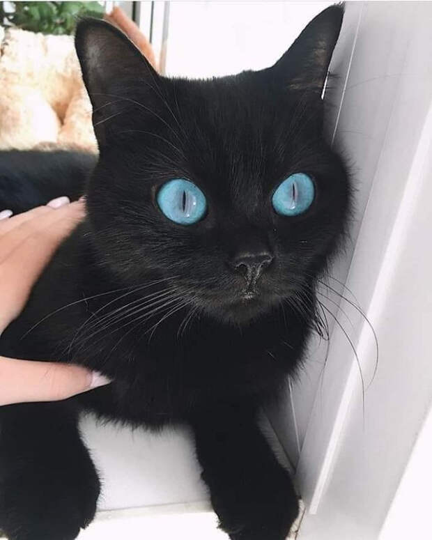 Прелестные кусочки тьмы для любителей чёрных кошек