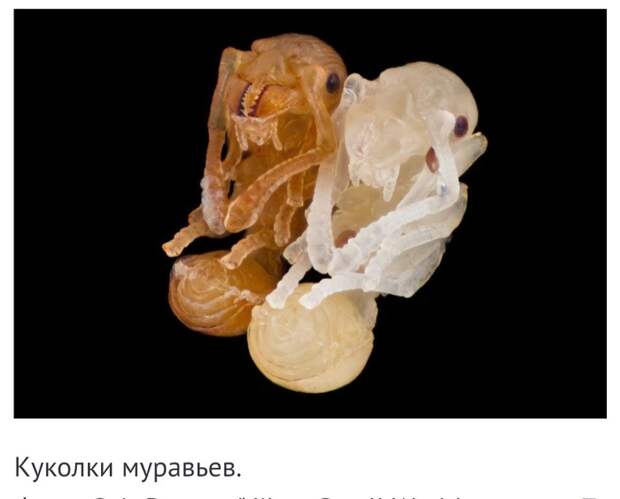 Невероятные фотографии под микроскопом Микроскоп, Макросъемка, Интересное, Длиннопост