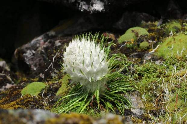 Соссюрея госсипофора (Saussurea gossipiphora)