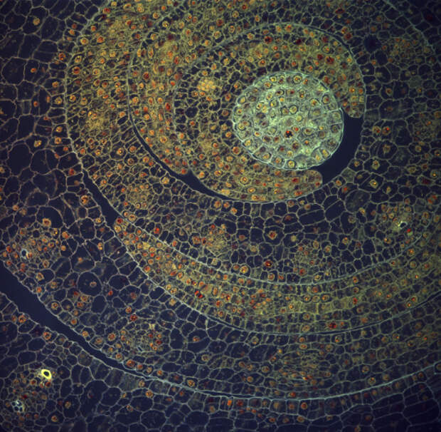 Победители конкурса фотографии в области биомедицины Wellcome Image Awards 2016