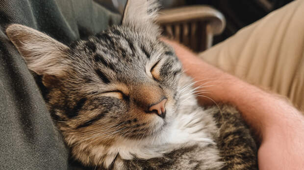 Неочевидный для человека выбор: как кошка определяет для себя фаворита в семье