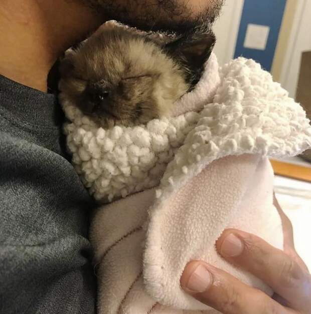 помощь котенку котенок в одеяле
