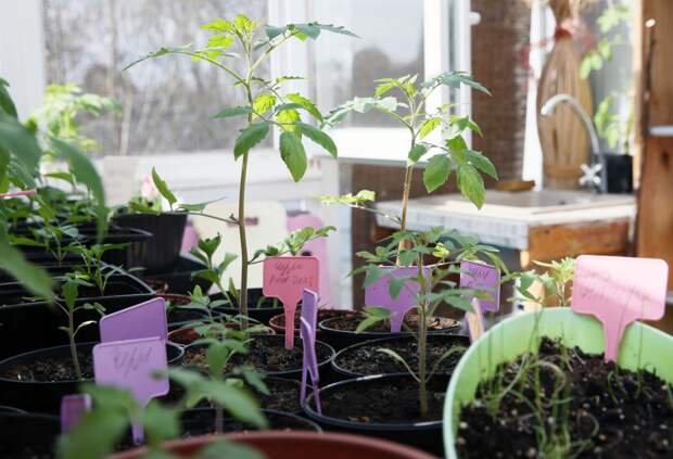 Экономию от рассады помидоров на подоконнике опровергли