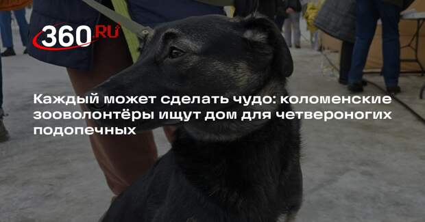 Фестиваль «Гав фест» подарил надежду бездомным животным