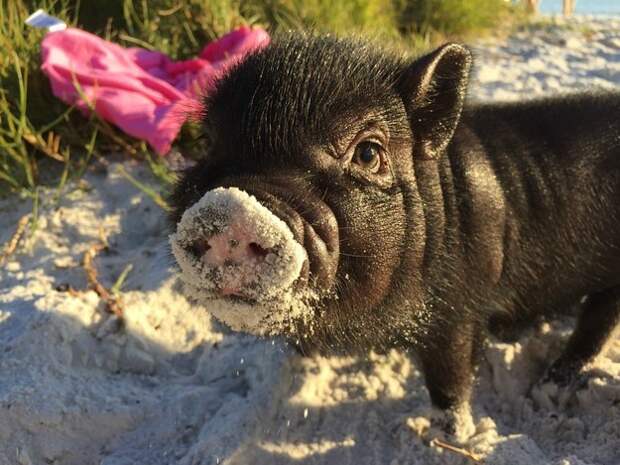 This piglet exploring the beach for the first time.