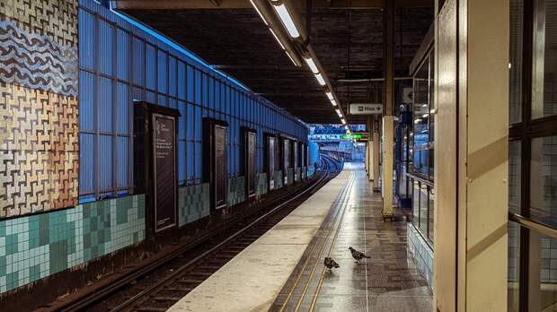 Движение в метро Стокгольма остановили из-за забредшего в туннель лося
