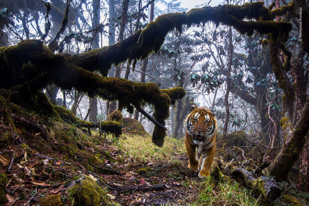 Бенгальский тигр высоко в Гималаях, в центре Бутана