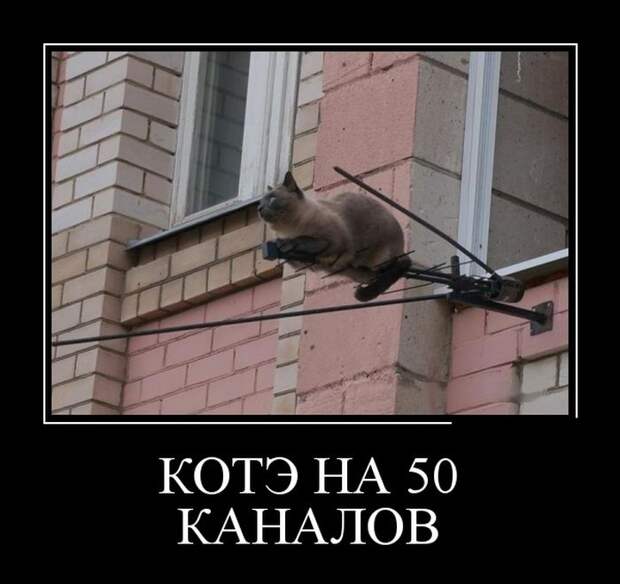 Демотиваторы (30 фото)