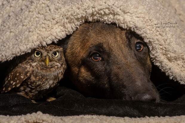 557655-900-1458032069-ingo-else-dog-owl-friendship-tanja-brandt-10-1