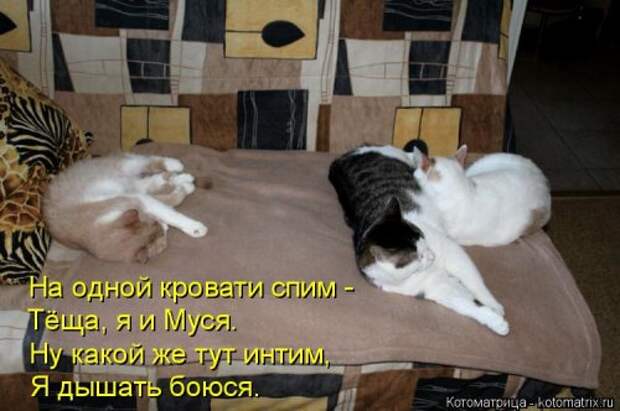 Свежая котоматрица для всех (33 фото)