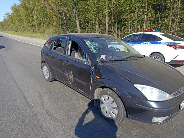 Во Владимире на трассе Р-132 легковой автомобиль столкнулся с лосем
