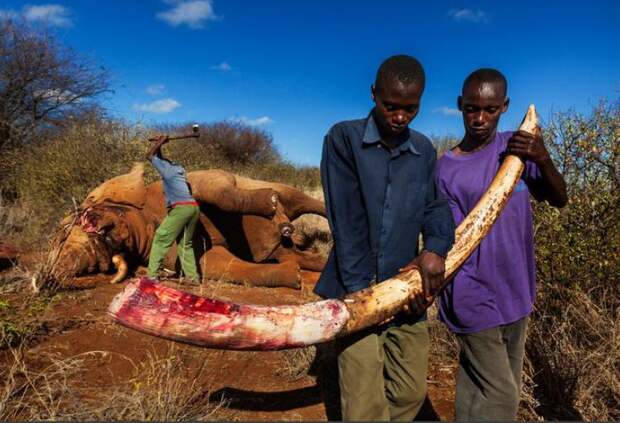 Ужасающая правда о том, кто и зачем убивает слонов. Это шок!