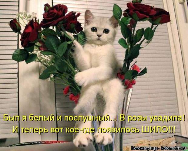 Забавные котоматрицы