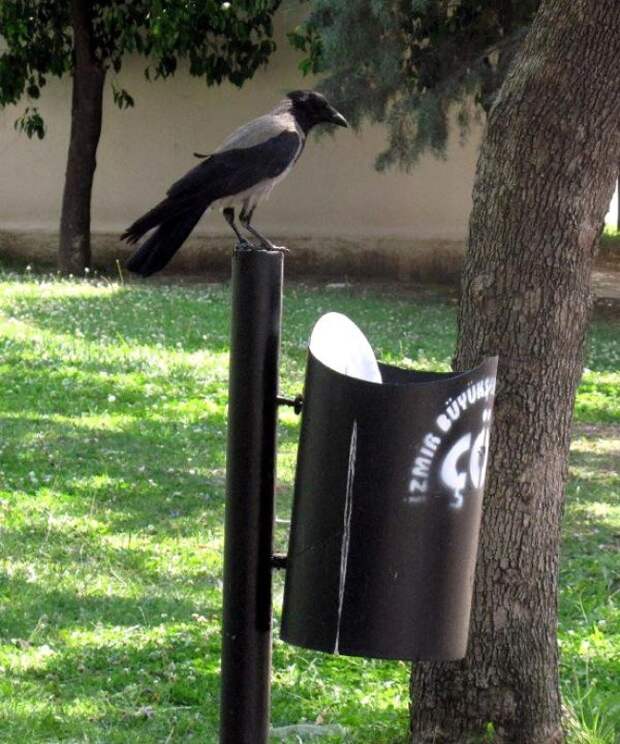 Я увидел, как эта ворона ела в парке, и обалдел от того, что она сделала ворона, животные