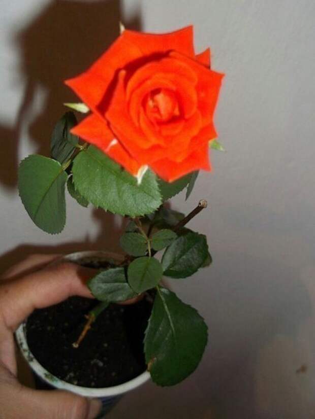 rosa06