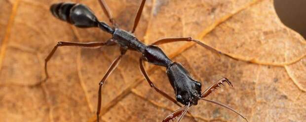 Как воюют самые жестокие муравьи